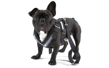 Dog safety belt - ''M''
