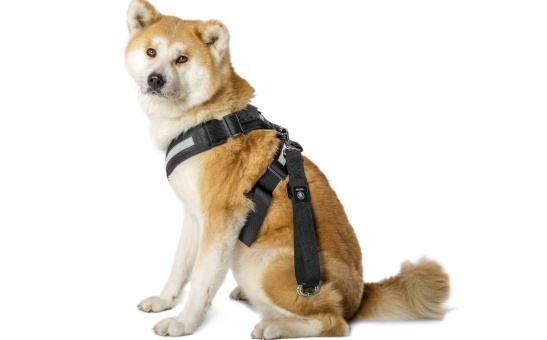 Dog safety belt - "XL"