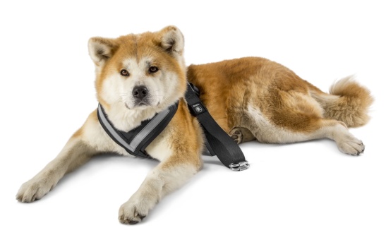 Dog safety belt - "XL"
