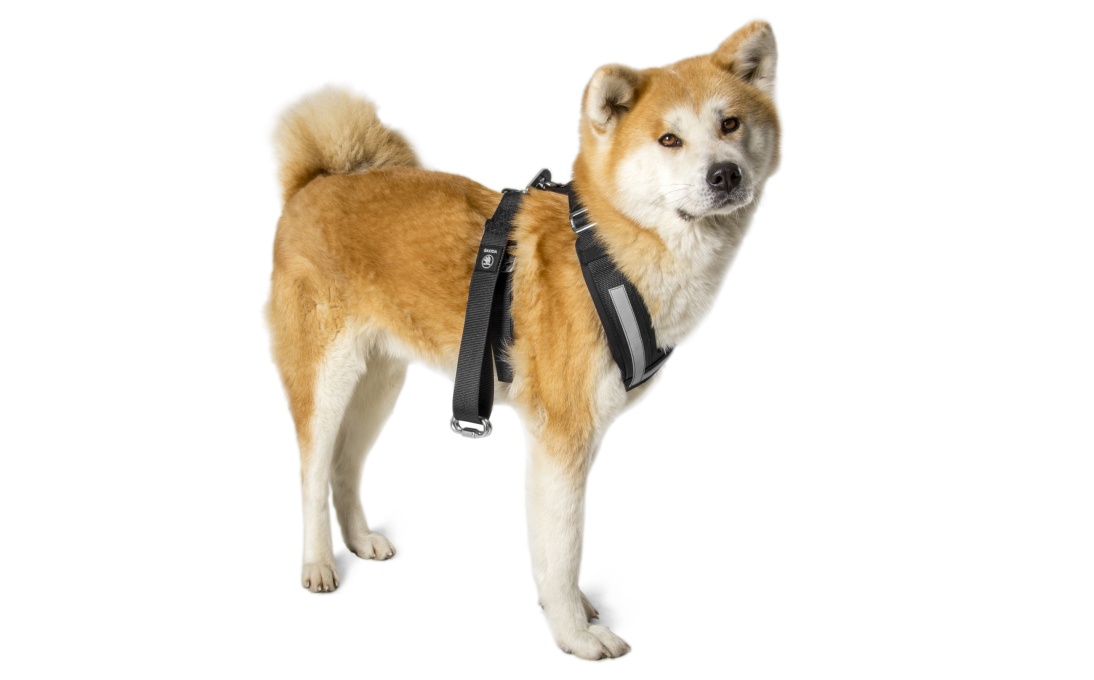 Dog safety belt - "XL"