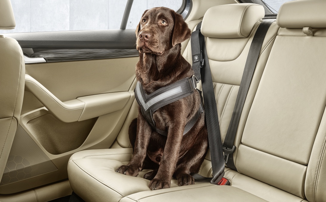 Dog safety belt - "L"
